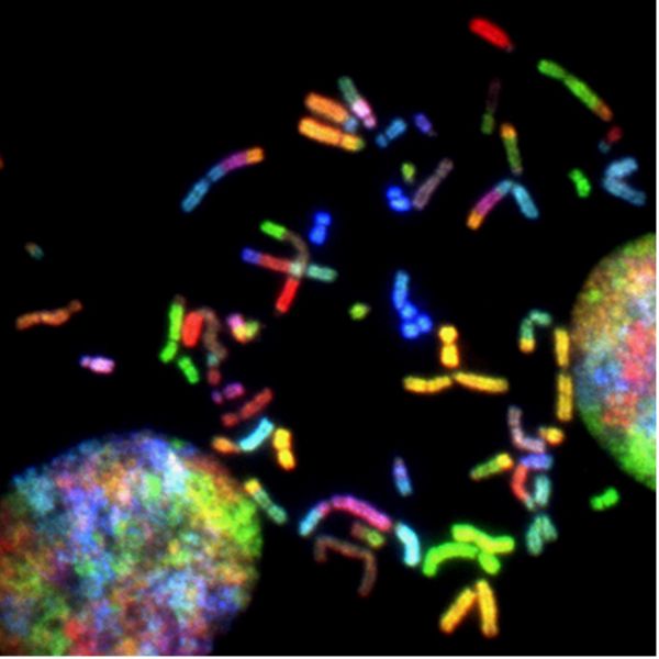 Increasing the vehicle capacity for gene therapy